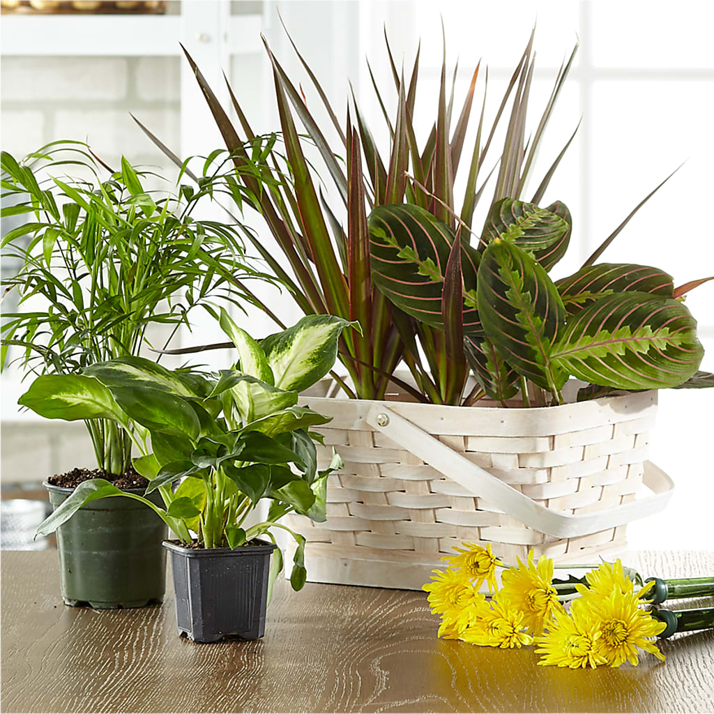 Florist Designed Blooming and Green Plants in a Basket – FRUIT & FLOWER CREATIONS, Portland OR