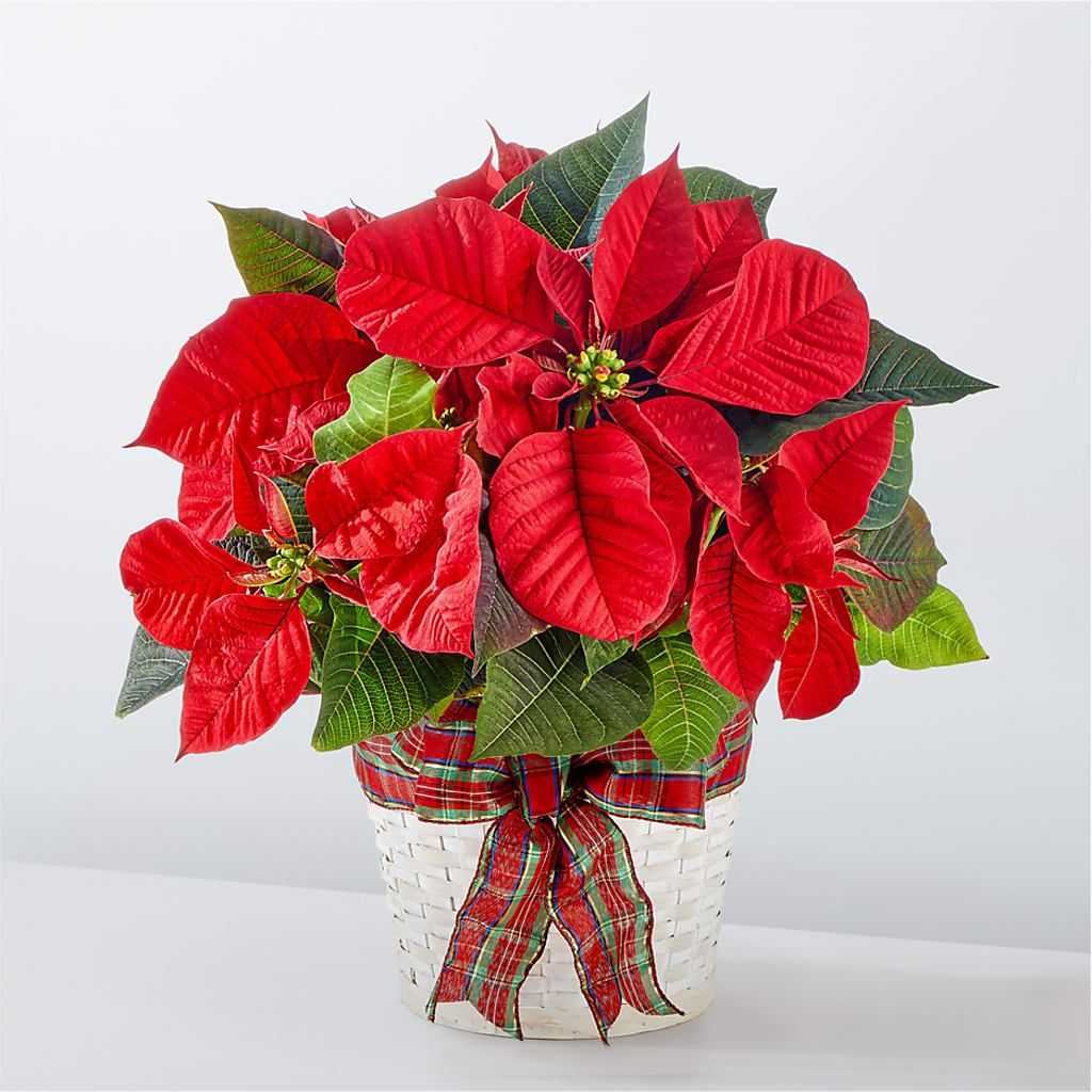 Happiest Holidays Poinsettia – FRUIT & FLOWER CREATIONS, Portland OR
