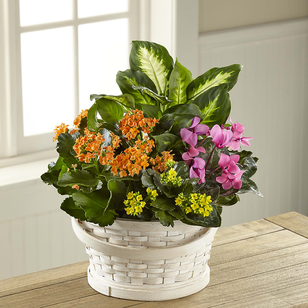 Color Crush Dishgarden – FRUIT & FLOWER CREATIONS, Portland OR