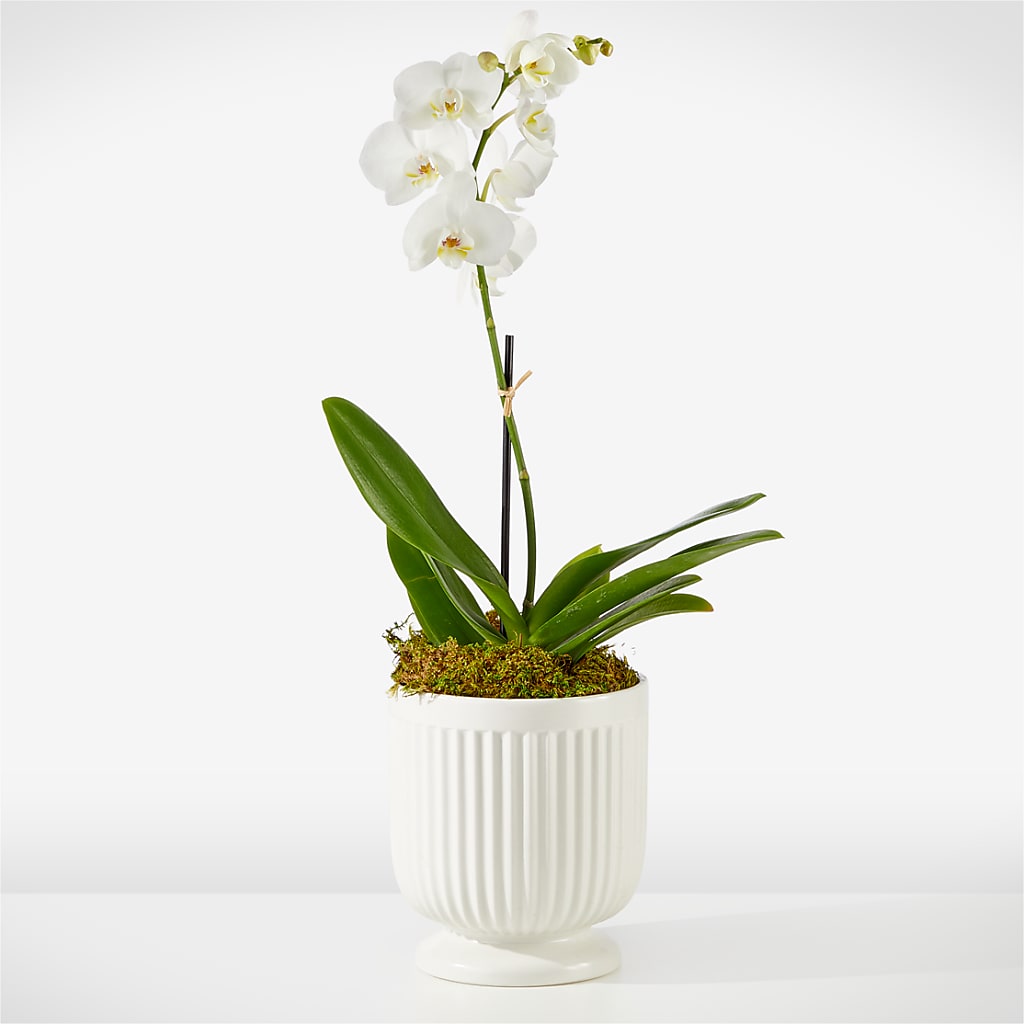 Whispering White Orchid – FRUIT & FLOWER CREATIONS, Portland OR