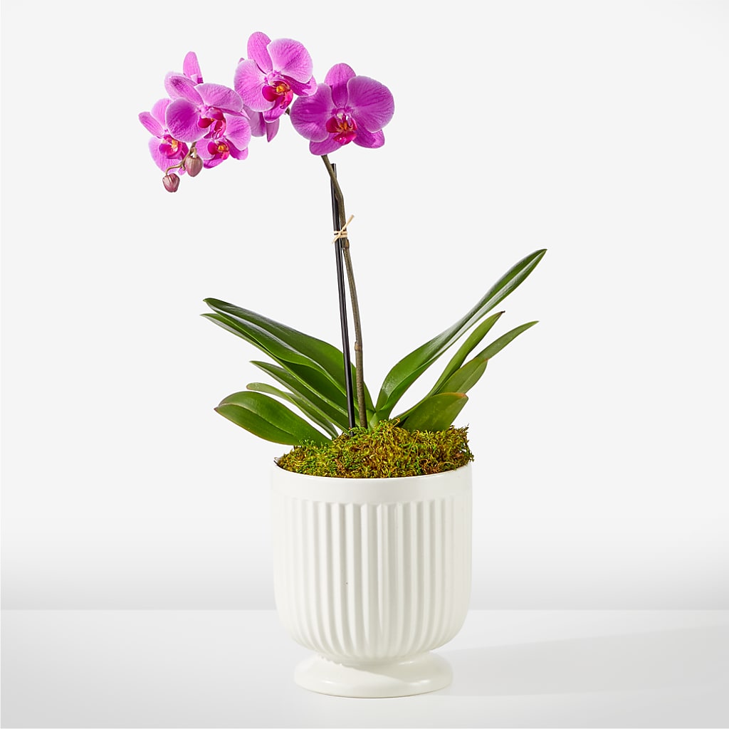 Friendly Fuchsia Orchid – FRUIT & FLOWER CREATIONS, Portland OR