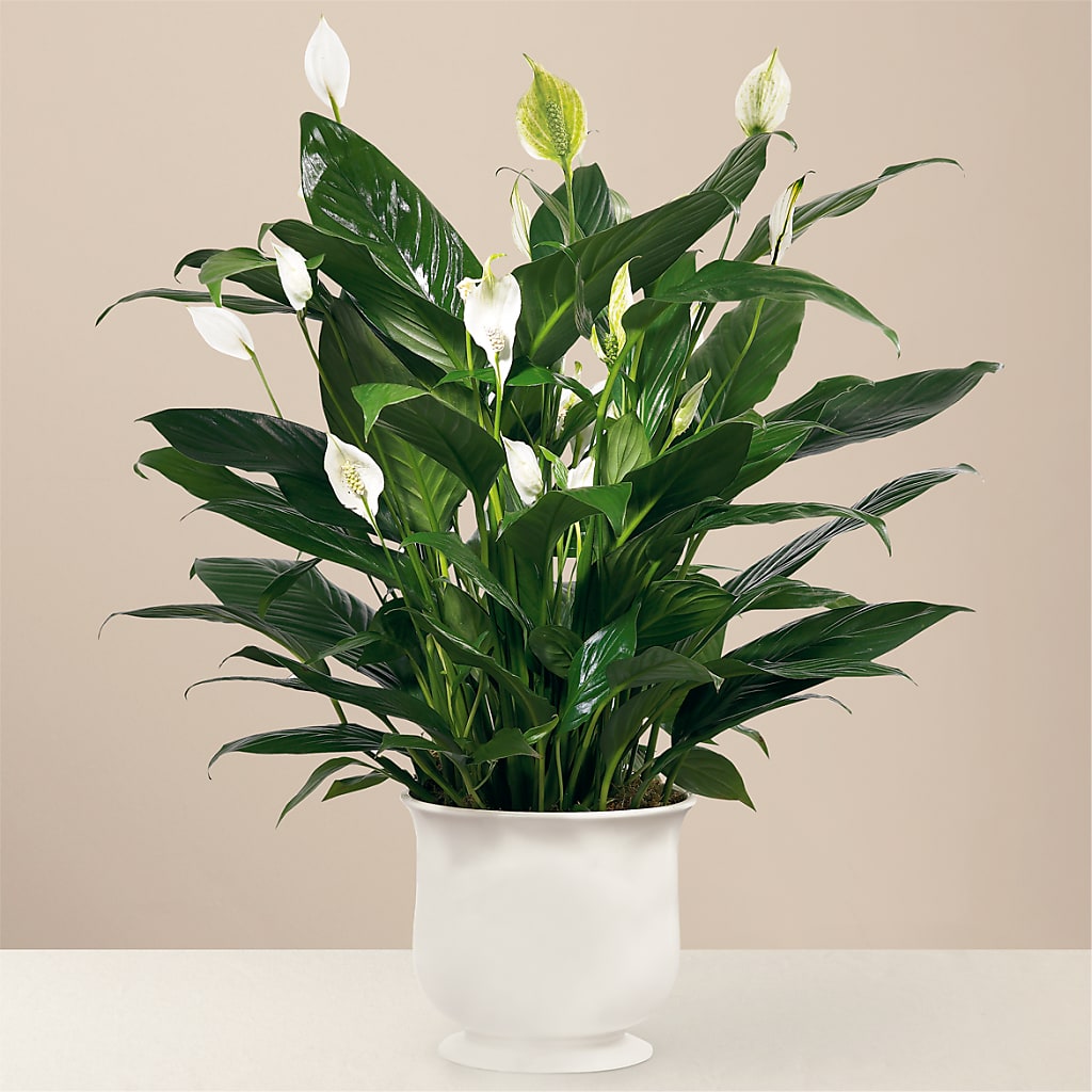 Comfort Planter – FRUIT & FLOWER CREATIONS, Portland OR