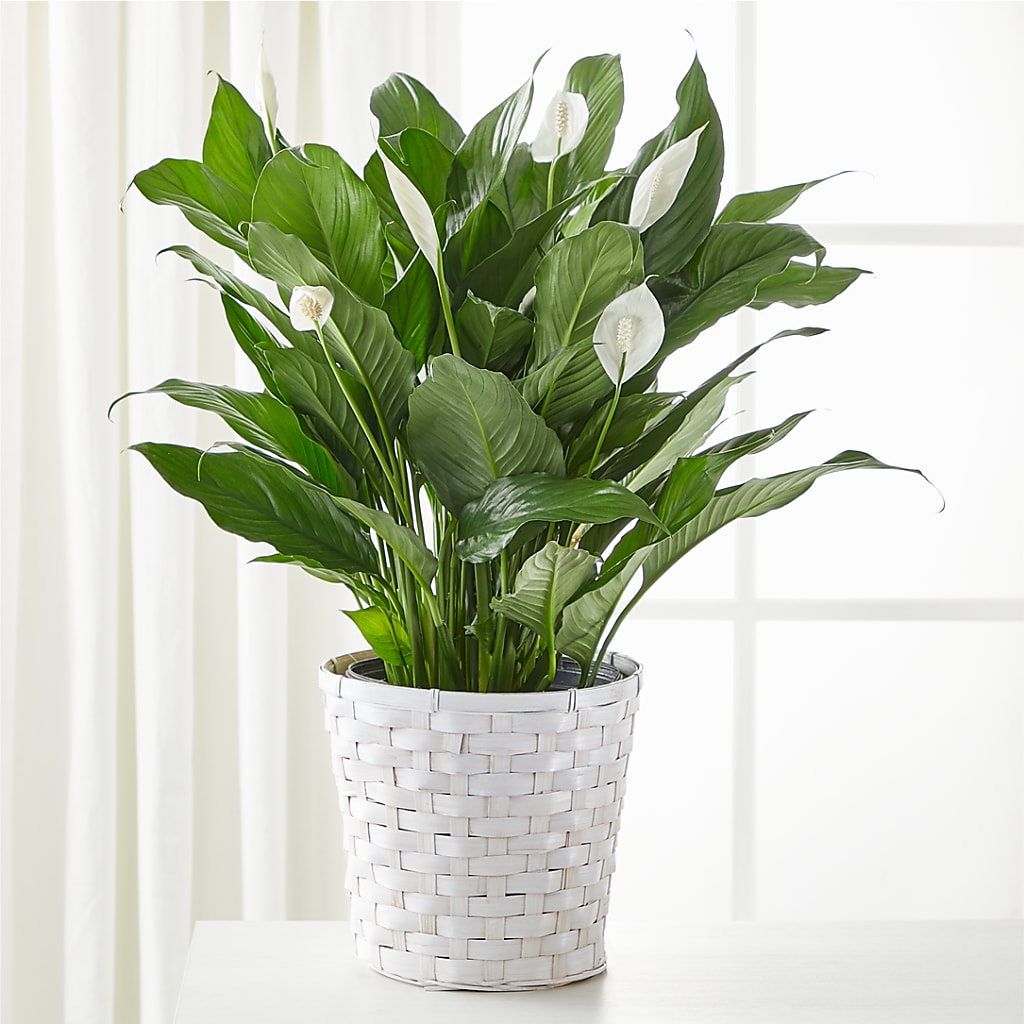 A New Leaf Peace Lily – FRUIT & FLOWER CREATIONS, Portland OR