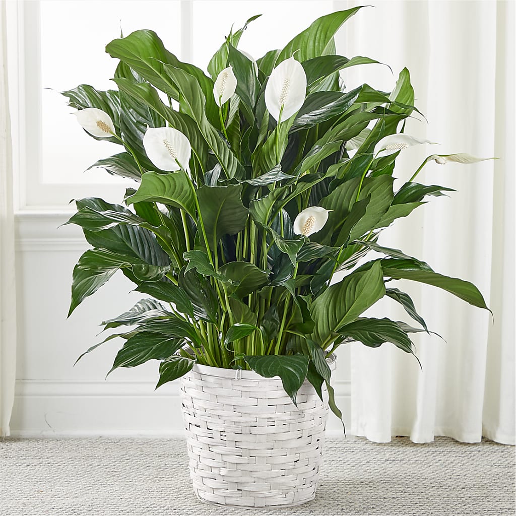 A New Leaf Peace Lily – FRUIT & FLOWER CREATIONS, Portland OR