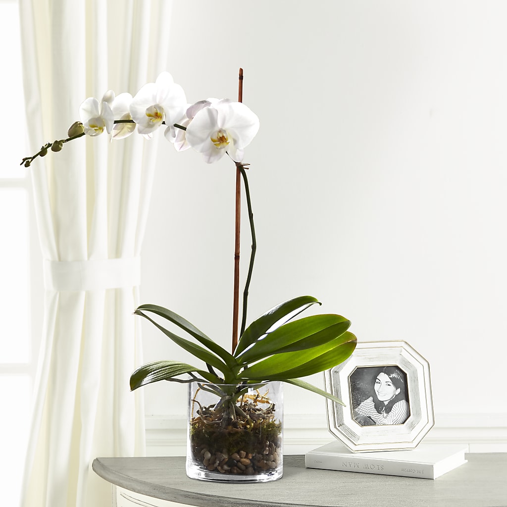 White Orchid Planter – FRUIT & FLOWER CREATIONS, Portland OR
