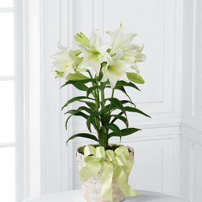 Easter Lily Plant – FRUIT & FLOWER CREATIONS, Portland OR