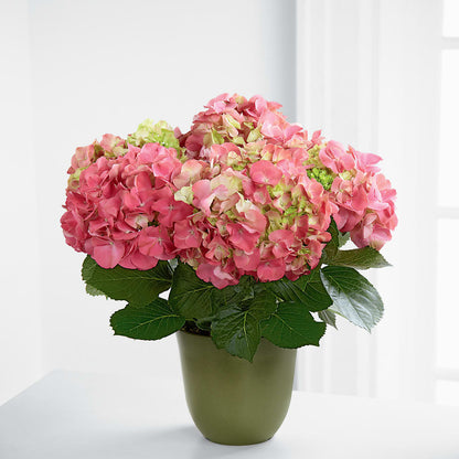 Pink Hydrangea Planter – FRUIT & FLOWER CREATIONS, Portland OR