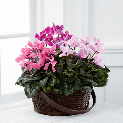 Mixed Cyclamen Planter – FRUIT & FLOWER CREATIONS, Portland OR