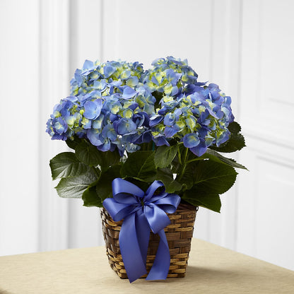 Blue Hydrangea Planter – FRUIT & FLOWER CREATIONS, Portland OR
