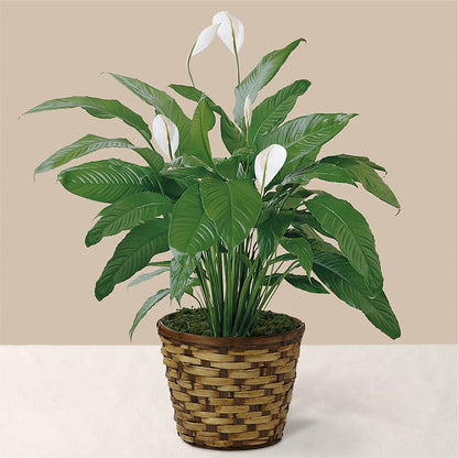 Tranquil Moments Peace Lily Plant – FRUIT & FLOWER CREATIONS, Portland OR