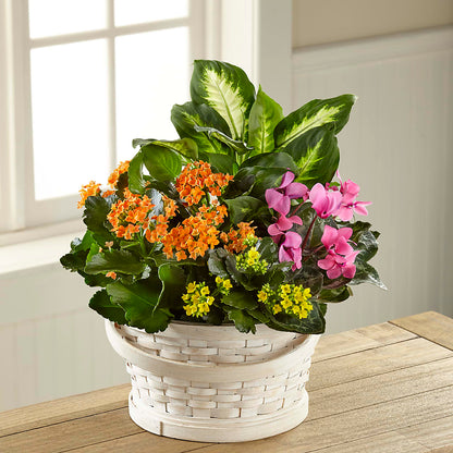 Color Crush Dishgarden – FRUIT & FLOWER CREATIONS, Portland OR