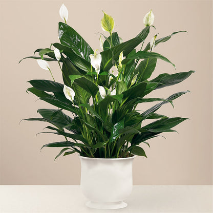 Comfort Planter – FRUIT & FLOWER CREATIONS, Portland OR