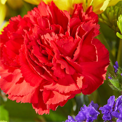 Brighter Days Bouquet – FRUIT & FLOWER CREATIONS, Portland OR