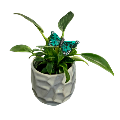 Pet Remembrance Collection