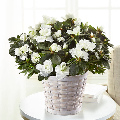 White Azalea Plant – FRUIT & FLOWER CREATIONS, Portland OR