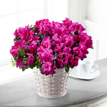 Hope & Serenity Azalea Plant – FRUIT & FLOWER CREATIONS, Portland OR