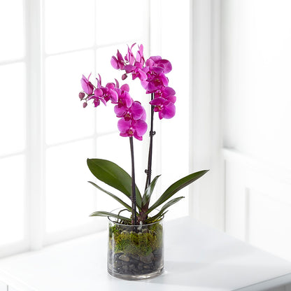 Pink Orchid Plant – FRUIT & FLOWER CREATIONS, Portland OR