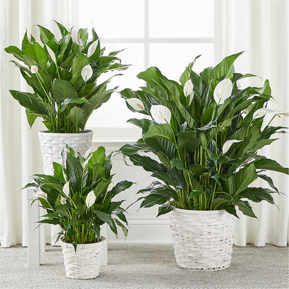 A New Leaf Peace Lily – FRUIT & FLOWER CREATIONS, Portland OR