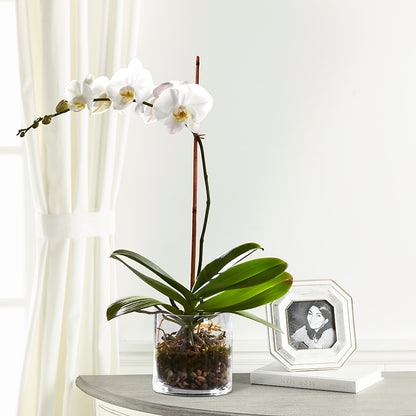 White Orchid Planter – FRUIT & FLOWER CREATIONS, Portland OR